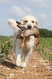 GOLDEN RETRIEVER 401